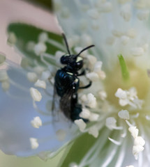 Hylaeus disjunctus