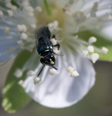 Hylaeus disjunctus
