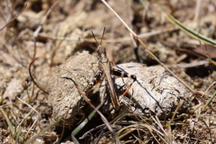 Austroicetes pusilla