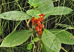 Glossoloma ichthyoderma