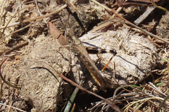 Austroicetes pusilla