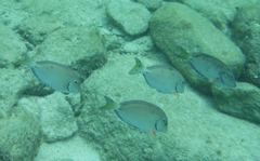 Acanthurus tractus
