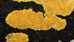 Phlebiodontia subochracea