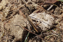 Austroicetes pusilla