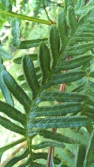 Pteris dentata