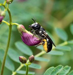 Megachile punctata