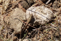 Austroicetes pusilla