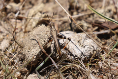 Austroicetes pusilla