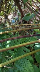 Pteris dentata