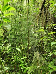Equisetum myriochaetum