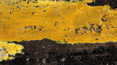Phlebiodontia subochracea