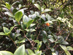Alyxia orophila