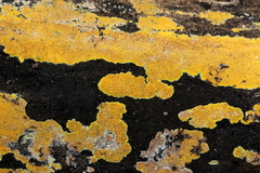 Phlebiodontia subochracea