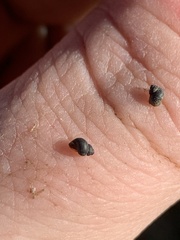 Pyrgulopsis marcida