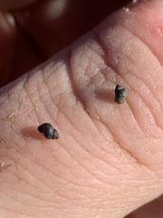 Pyrgulopsis marcida