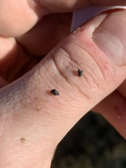 Pyrgulopsis marcida