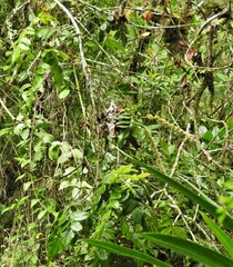 Weinmannia pubescens