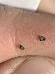 Pyrgulopsis marcida