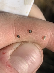 Pyrgulopsis marcida
