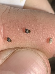 Pyrgulopsis marcida