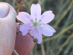 Stephanomeria exigua exigua