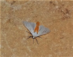 Ustjuzhania lineata