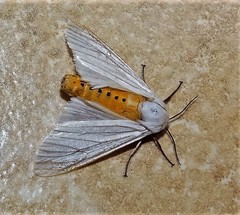 Ustjuzhania lineata