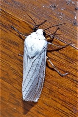 Ustjuzhania lineata