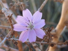 Stephanomeria exigua exigua