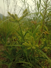 Cyperus cyperoides