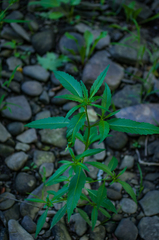 Bidens comosa