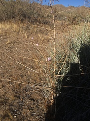 Stephanomeria exigua exigua