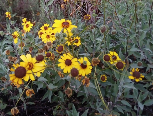 iNaturalist observation photo of California brittlebush hybrid