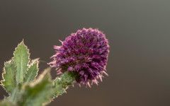 Sphaeranthus indicus