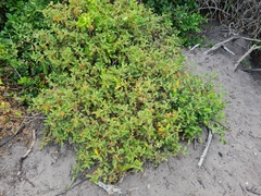 Solanum rubetorum