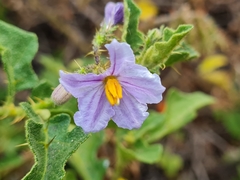 Solanum rubetorum