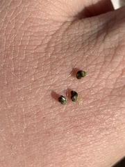 Pyrgulopsis marcida