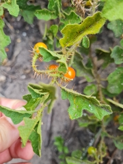 Solanum rubetorum