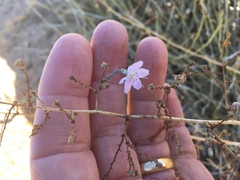 Stephanomeria exigua exigua