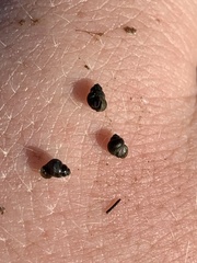 Pyrgulopsis marcida
