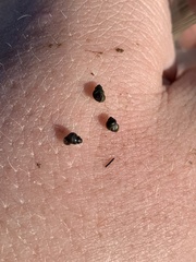 Pyrgulopsis marcida