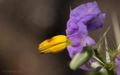 Solanum virginianum