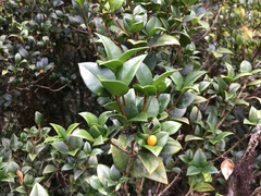 Alyxia orophila
