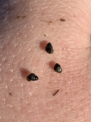 Pyrgulopsis marcida