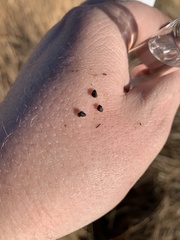 Pyrgulopsis marcida