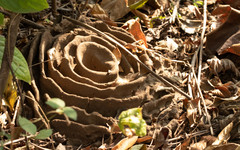 Pheidole sykesii