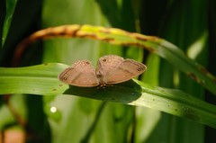 Yphthimoides maepius