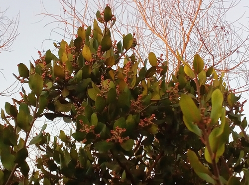 iNaturalist observation photo of lemonade berry