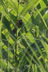 Paradoxornis flavirostris