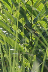 Paradoxornis flavirostris